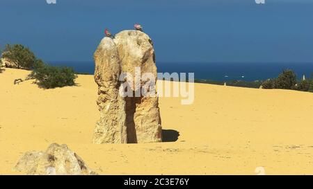 Galahs auf einem Höhepunkt in Western Australia Stockfoto