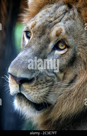 Porträt einer Löwe-Nahaufnahme. Bali ein zoo Stockfoto