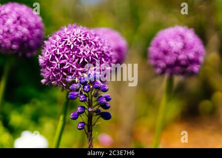 Blühende Allium Vienale und Traubenhyazinthe Blumen auf bunt verschwommenem Hintergrund Stockfoto