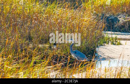Der große Blaureiher im Zuchtgefieder steht am Wasserrand in Hatches Harbour in der Nähe von Provincetown Cape Cod USA. Stockfoto