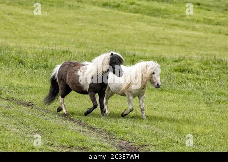 Zwei Miniaturpferde laufen auf der grünen Weide bei Coeur d'Alene, Idaho. Stockfoto