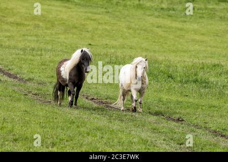 Zwei Miniaturpferde laufen auf der grünen Weide bei Coeur d'Alene, Idaho. Stockfoto