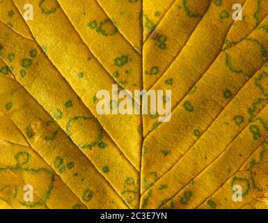 Vollformat Nahaufnahme eines gelben Herbstblattes mit Adern und Zellen mit grün gefleckten Flecken Stockfoto