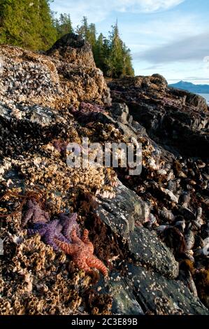 Eine Gruppe von bunten Seesternen auf mit Stachelnageln bedeckten Felsen in einer Intertidalen Zone des Pazifischen Ozeans im Great Bear Rainforest, British Columbia, Kanada. Stockfoto