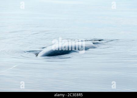 Ein Buckelwal, der auf der Wasseroberfläche im Pazifischen Ozean, Great Bear Rainforest Region, Central Coast, British Columbia, Kanada schläft. Stockfoto