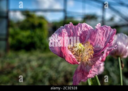 Zarte scharlachrote Mohnblume auf einem Blumenbeet im offenen Boden Stockfoto