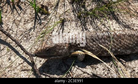 Nahaufnahme eines Western Australian shingleback Eidechse Stockfoto