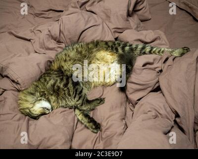 Gestreifte flauschige Katze schläft, die ihre Beine ausstreckt und ihr Gesicht in einem braunen Bett vergraben hat. Stockfoto