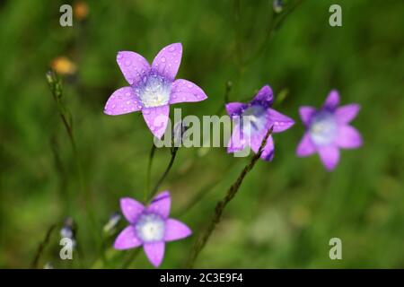 Blaue Glocke blüht mit Wassertropfen. Wildblumen auf Sommerwiese in sonnigen Morgen Stockfoto