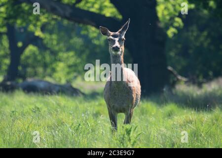Weibliche Rothirsch in einer grünen Wiese Stockfoto