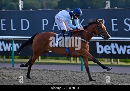 Settle Petal von Paddy Bradley geritten gewinnt den Read Andrew Balding auf Betway Insider Handicap auf der Lingfield Park Rennbahn. Stockfoto