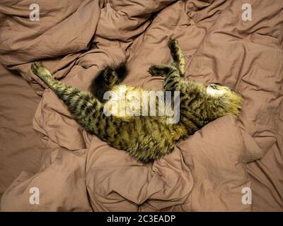 Gestreifte flauschige Katze schläft, ihre Beine streckend und ihr Gesicht in einem braunen Bett versteckt Stockfoto