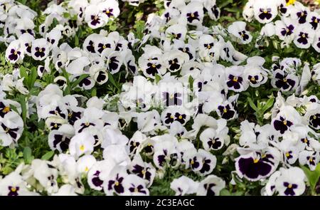 Blumenbeet mit weißen Stiefmütterchen Blumen Stockfoto