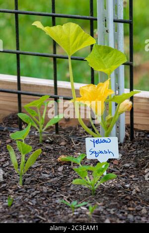 Vertikale Aufnahme einer gelben Squashblüte in einem kleinen Garten. Stockfoto