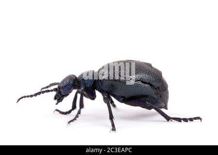 Giftiger violetter Ölkäfer isoliert auf Weiß Stockfoto