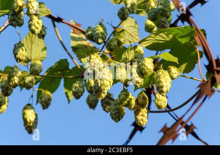 Bündeln der grünen Hopfen Kegel auf verrostetem Stacheldraht Stockfoto