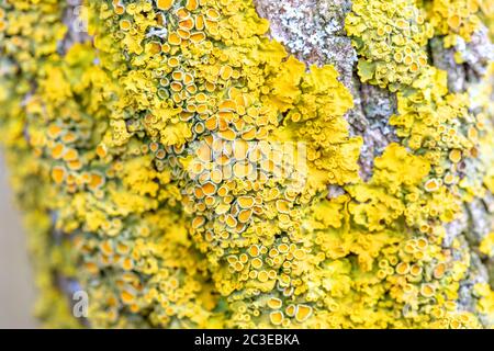 Gelbe parasitierender Pilz auf Zweig im Winter Stockfoto