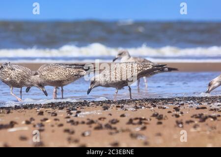 Einige junge Möwen mit schwarzen Rücken schauen am Strand nach Nahrung Stockfoto