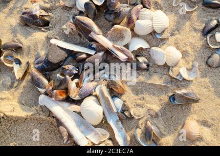 Viele Muscheln auf dem Sand liegen dicht beieinander. Stockfoto