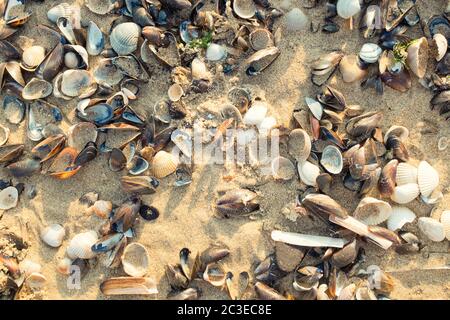 Viele Muscheln auf dem Sand liegen dicht beieinander. Stockfoto