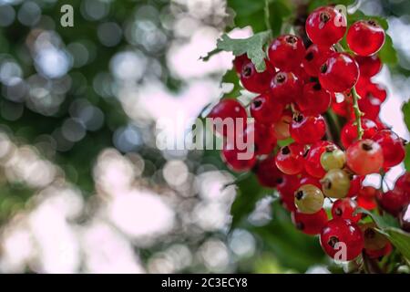 Die Johannisbeerbeeren reifen auf dem Ast des Busches Stockfoto