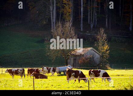 Weide mit weidenden Rindern am dunklen Waldrand Stockfoto