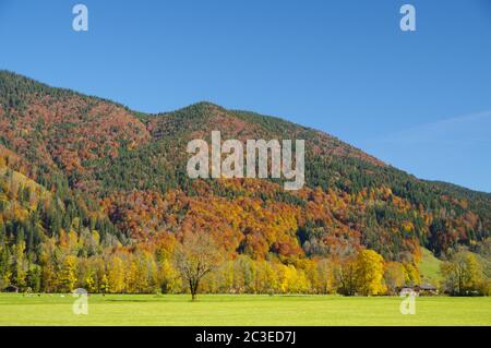 Bergwald in fantastischen Herbstfarben unter blauem Himmel Stockfoto