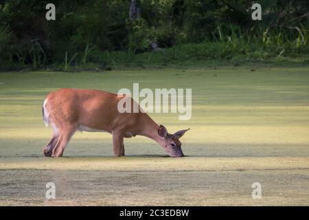 Nahaufnahme eines weißen Hirschschwanzes mit seinem Gesicht im Wasser, der Pflanzen in einem Moor im Francis Slocum State Park, Pennsylvania, USA, frisst Stockfoto