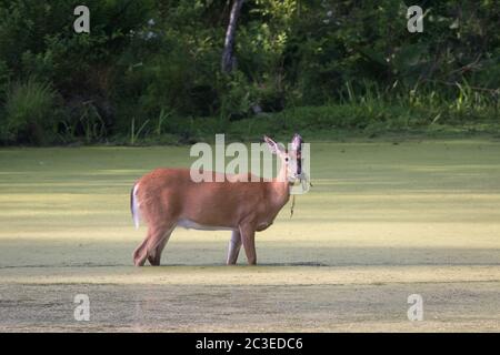 Nahaufnahme eines weißen Hirschschwanzes, der in einem Moor steht und die Kamera mit Pflanzen betrachtet, die an ihrem Mund im Francis Slocum State Park, PA, USA, hängen Stockfoto