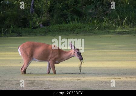 Eine Nahaufnahme von einer weißen Hirschschwanzhirsche, die in einem Moor mit Pflanzen steht, die an ihrem Mund im Francis Slocum State Park, Pennsylvania, USA, hängen Stockfoto