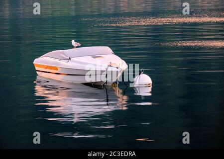 Eine Möwe auf einem Motorboot auf dem Comer See, Italien Stockfoto