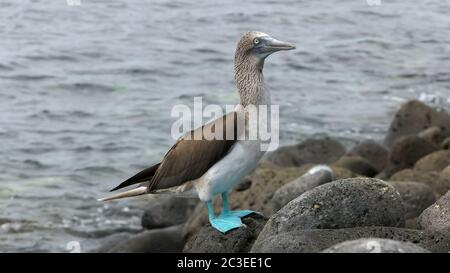 Blue-footed Booby auf der felsigen Küste der isla Lobos auf Galapagos Stockfoto