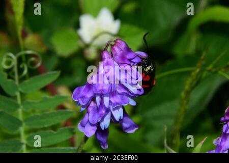 Getuftete Vetch 'Vicia cracca' mit einem Burnett-Motten, Frühsommer auf Kreidehügeln in Wiltshire.UK Stockfoto