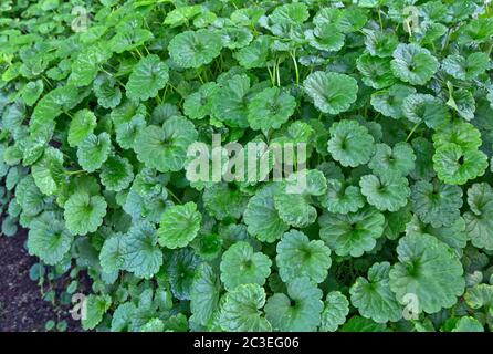Gotu Kola 'Centella asiatica' wächst im Gewächshaus, heimisch in Feuchtgebieten in Asien. Stockfoto
