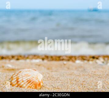 Hell gestreifte Muschel aus Quarzsand gegen das blaue Meer Stockfoto