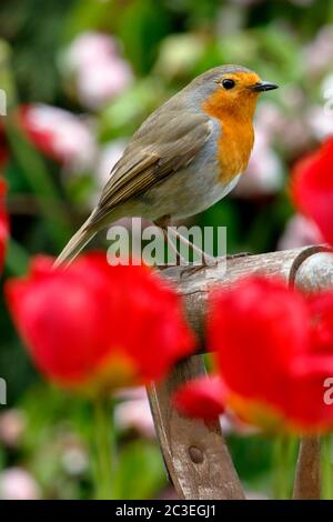 Europäischer Robin, Erithacus rubecula, ein bekannter Gartenvogel in Großbritannien, der auf einem Gabelgriff unter roten Tulpen thront Stockfoto