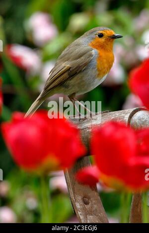 Europäischer Robin, Erithacus rubecula, ein bekannter Gartenvogel in Großbritannien, der auf einem Gabelgriff unter roten Tulpen thront Stockfoto