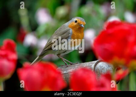 Europäischer Robin, Erithacus rubecula, ein bekannter Gartenvogel in Großbritannien, der auf einem Gabelgriff unter roten Tulpen thront Stockfoto