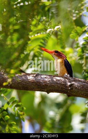 ird Afrikanischer Zwergkönigsvogel, Äthiopien Afrika Tierwelt Stockfoto