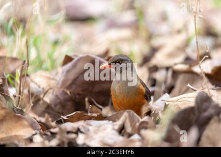 Vogel Abessinier-Drossel, Äthiopien, Afrika Tierwelt Stockfoto