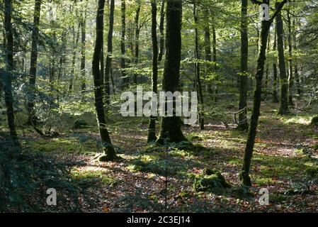 Wandern Sie in der Landschaft der Bretagne in finistere, Frankreich Stockfoto