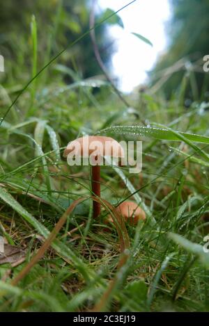 Wandern Sie in der Landschaft der Bretagne in finistere, Frankreich Stockfoto