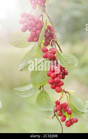 schizandra mit grünen Blättern hängen in sonnigen Strahlen im Garten. Rote schisandra wächst auf Zweig in Reihe Stockfoto