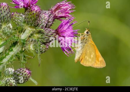 Großer Skipper Schmetterling - Ochlodes venata, Unterseite auf Marsh Thistle - Cirsium palustre Stockfoto