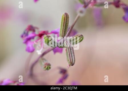 Nahaufnahme Blume Stockfoto