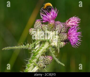 Vestal oder Southern Cuckuck Bee on Marsh Thistle - Cirsium palustre Stockfoto