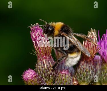 Vestal oder Southern Cuckuck Bee on Marsh Thistle - Cirsium palustre Stockfoto