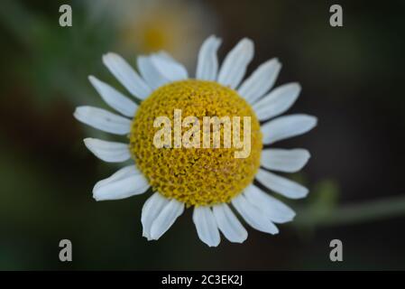 Nahaufnahme Blume Stockfoto