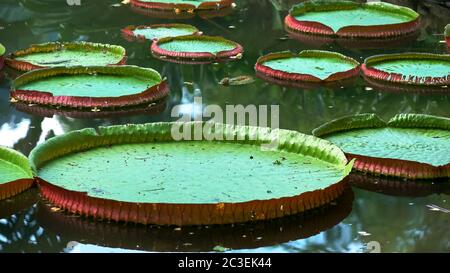 Nahaufnahme der Riese Amazon Seerose wächst in Rio Stockfoto