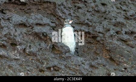 Eine Galapagos Pinguin Klappen seine Flügel auf Isla bartolome Stockfoto